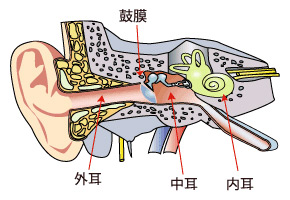 耳の構造