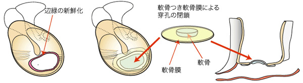 接着法