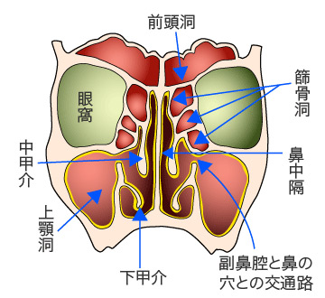 副 鼻腔 炎 治し 方